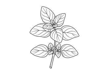 Detailed botanical illustration of a fresh green oregano herb plant stem with leaves