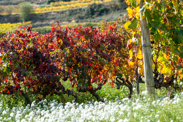 Sunlit autumn vineyard in La Rioja, Spain, with red and orange vines symbolizing winemaking tradition, rural culture and agricultural landscape of the Mediterranean