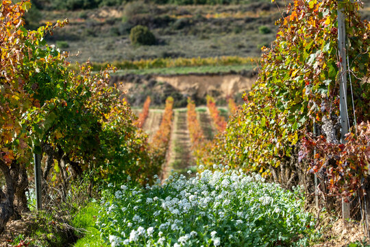 Autumn vineyard rows in La Rioja, Spain, illuminated by sunlight with green ground cover, symbolizing winemaking tradition, agricultural heritage and Mediterranean seasonal beauty