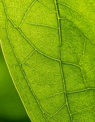 Close-up leaf veins (2)