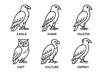 Obraz premium Set of bird line art illustrations: eagle, hawk, falcon, owl, vulture, osprey
