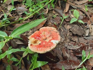 Picking wild mushrooms in the countryside