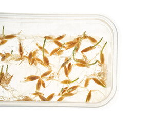 Wheat seeds germination process with sprouts in transparent container on white background.