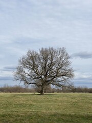 Obraz premium tree in the field