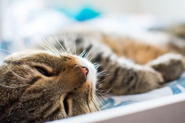 Portrait de chaton mignon dormant