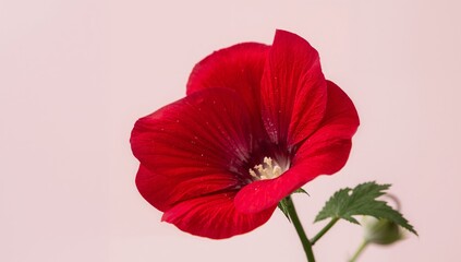 Scarlet Hibiscus Flower, CloseUp Shot, Vivid Red Petals and Delicate White Stamens.
