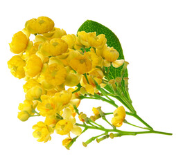 golden yellow barberry flowers, spring blossoms background