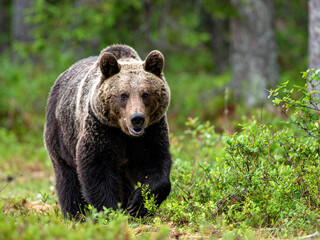 Fototapeta premium ヒグマ 羆