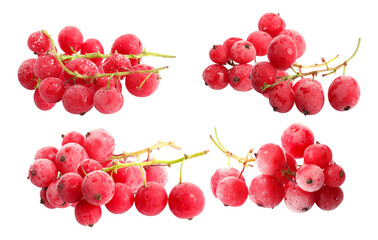 fresh red currants with water droplets for healthy eating