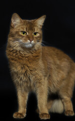 Porträt einer Somali Katze