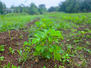 Young peanut plant growing field
