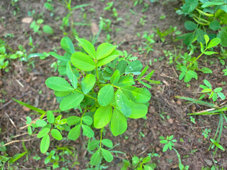 Young Green Peanut Plant Growing