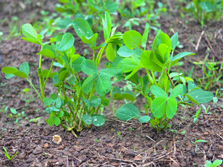 Young peanut plant growing healthy