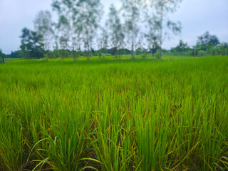 Green rice field with trees