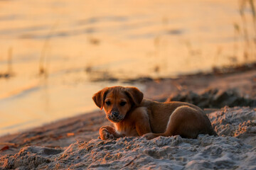 Puppy relaxing on a sandy beach at sunset with golden light and calm water.