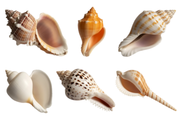 A collection of six diverse seashells displayed against a stark black background showcasing their unique textures and shapes