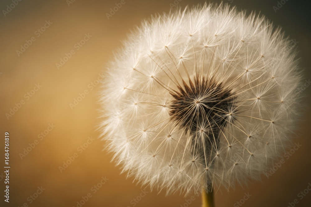 Poster close-up of delicate dandelion seed head with fine detail and soft light on a warm abstract backgrou