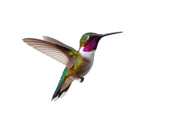 Naklejka premium Hummingbird isolated over white background with path