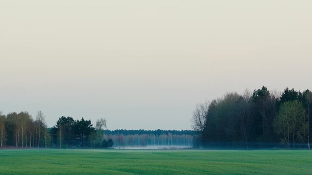Morning Sunrise with Fog Over Green Field in Forest on a Sunny Spring Day
