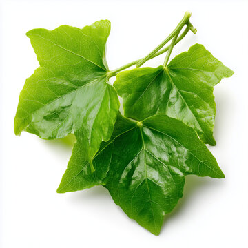 ivy gourd coccinia leaves on white background