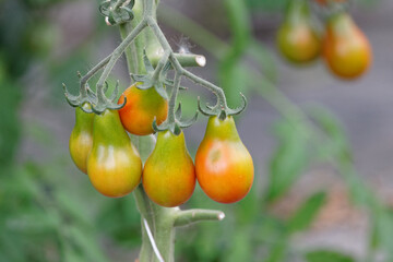 tomates
