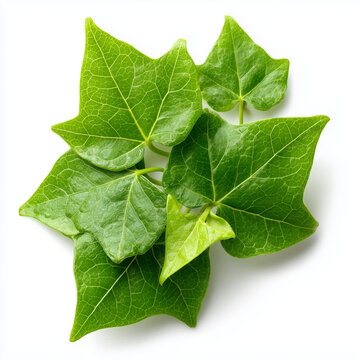 ivy gourd coccinia leaves on white background