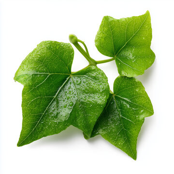 ivy gourd coccinia leaves on white background