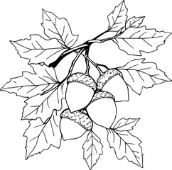 Graphic Illustration of Acorns on Oak Branch with Leaves in Black and White Style, Nature Decorative Concept © Nadezhda
