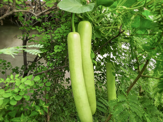 Bottle gourd hanging on the vine | Fresh green bottle gourd in home garden to promote healthy eating