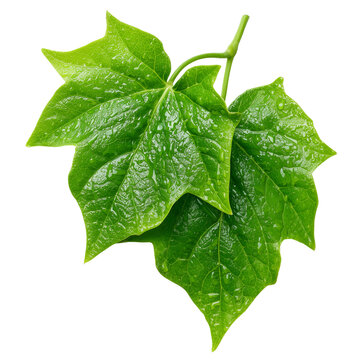ivy gourd coccinia leaves on transparent png background