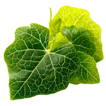 ivy gourd coccinia leaves on transparent png background
