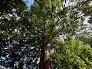 Beautiful tree with green leaves growing under blue sky, bottom view