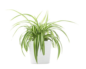 Beautiful Chlorophytum plant in flowerpot isolated on white