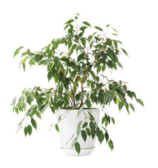 Beautiful Ficus plant in flowerpot isolated on white