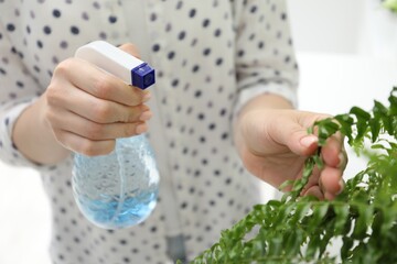 Young woman spraying beautiful houseplant with water from bottle indoors, closeup