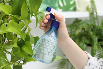 Young woman spraying beautiful houseplant with water from bottle indoors, closeup