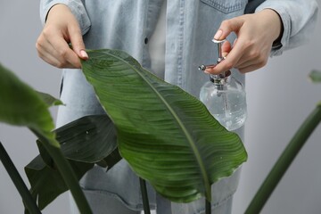 Young woman spraying beautiful houseplant with water from bottle indoors, closeup