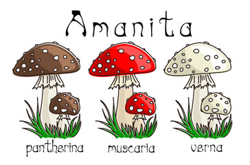 The set of amanita mushrooms with grass. 
