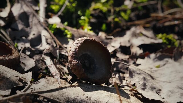 Close-Up of Red Oak Acorn on Ground with Leaves and Branches in Spring
