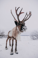 Majestic reindeer in Lapland’s frozen wilderness, embodying Nordic tradition and serene winter beauty. © PawelUchorczak