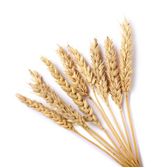 Many dried wheat ears isolated on white, top view