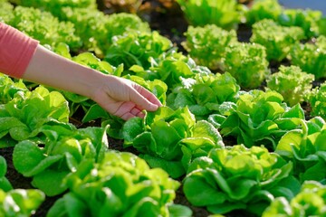 A woman's hands are hugging a large green vegetable plant in an organic vegetable patch. In the morning.