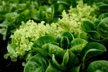 Close-up of green cos lettuce in a clean vegetable farm. Clean and safe organic vegetables ready to...