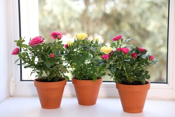 Beautiful potted rose flowers on window sill, closeup