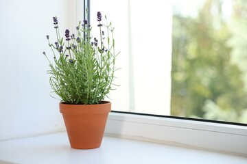 Beautiful potted lavender plant on window sill, closeup. Space for text