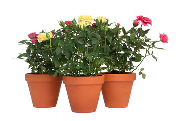 Beautiful potted rose flowers isolated on white