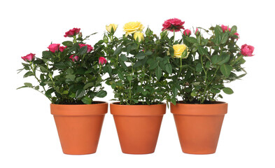 Beautiful potted rose flowers isolated on white