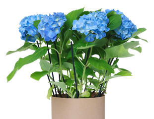 Beautiful potted hortensia flowers isolated on white