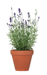 Beautiful potted lavender plant isolated on white
