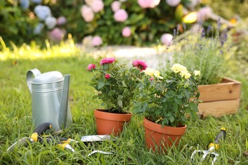 Beautiful potted roses and gardening tools on green grass, closeup